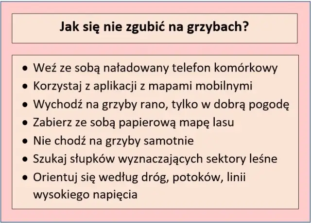 Jak nie zgubić się w lesie na grzybach? Praktyczny przewodnik