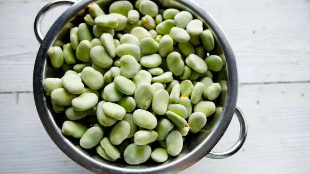 Czy koty mogą jeść bób? Bezpieczne zasady i ryzyka dla zdrowia