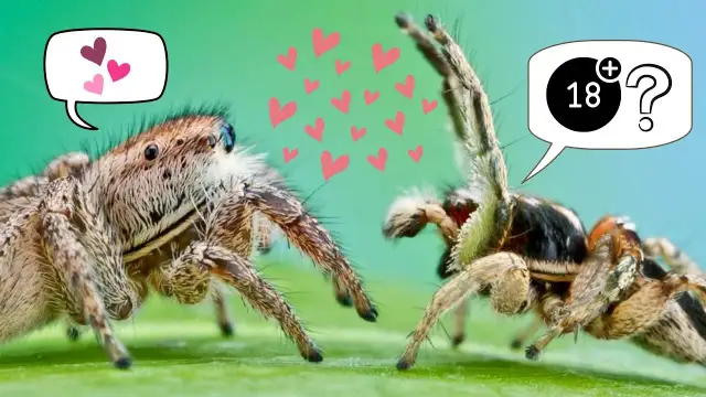 Jak rozmnażają się pająki domowe? Odkryj zaskakujące etapy i zachowania