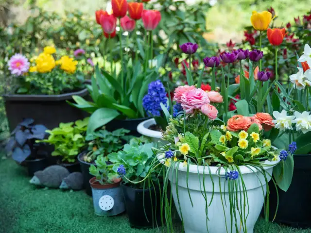 Kiedy sadzić hiacynty do gruntu, aby cieszyć się ich pięknem wiosną?