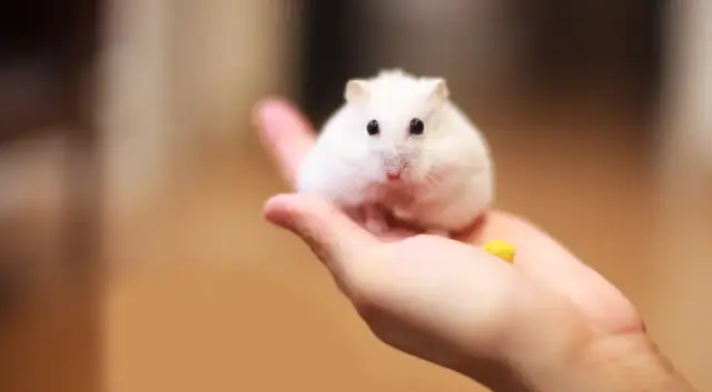 Jak rozmnażają się chomiki - kluczowe informacje i praktyczne porady