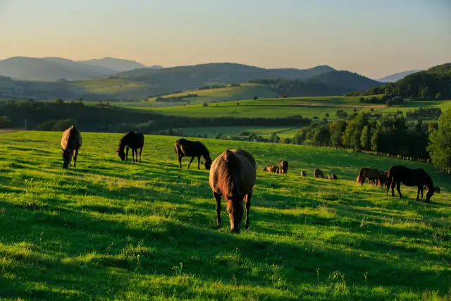 Stadnina koni Małopolska - najlepsze hodowle i usługi dla jeźdźców