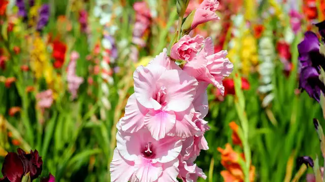 Cuando se plantan los gladiolos para asegurar su hermosa floración