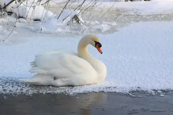 Czy łabędzie zimują w Polsce? Sprawdź, gdzie spędzają zimę i dlaczego