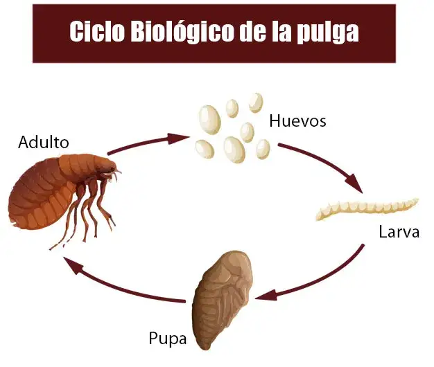 Cómo identificar y eliminar larvas de pulgas en tu hogar eficazmente