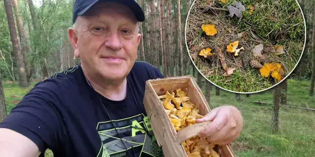 Gdzie szukać kurek? Sprawdzone wskazówki dla grzybiarzy