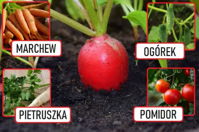 Rzodkiewka: Jakie rośliny siać obok dla lepszych plonów?