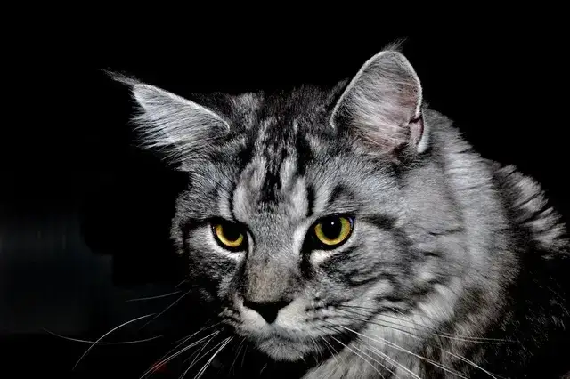 Wiersze o kocim niebie – pocieszenie dla smutnych właścicieli kotów