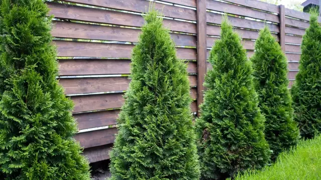 Tuje przy płocie: Jaka wysokość? Przepisy, ROD i spokój z sąsiadem