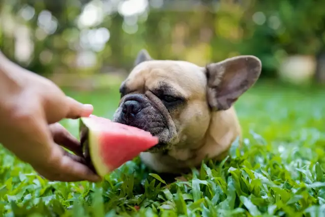 Wprowadzanie owoców szczeniakowi - Kiedy i jak bezpiecznie?