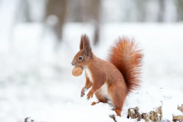 Co jedzą zwierzęta zimą? Sekrety przetrwania w polskim lesie