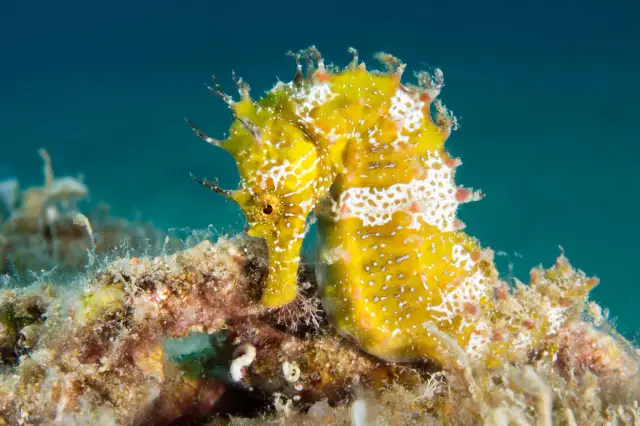 Czy koniki morskie żyją w Bałtyku? Rozwiewamy wątpliwości!