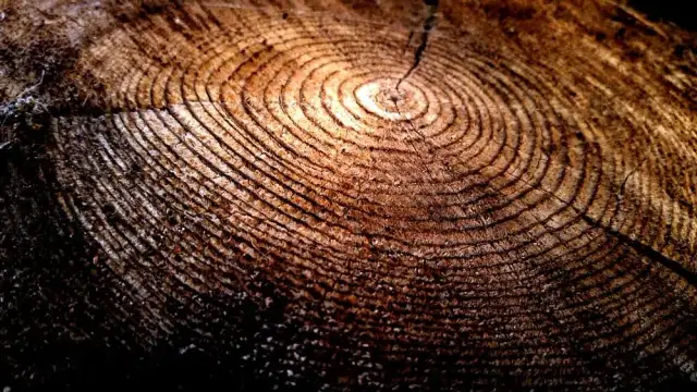 Jakie drzewo na dom z bali - wybierz najlepsze drewno na budowę