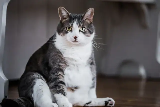 Kiedy sterylizować kotkę, aby uniknąć poważnych problemów zdrowotnych?