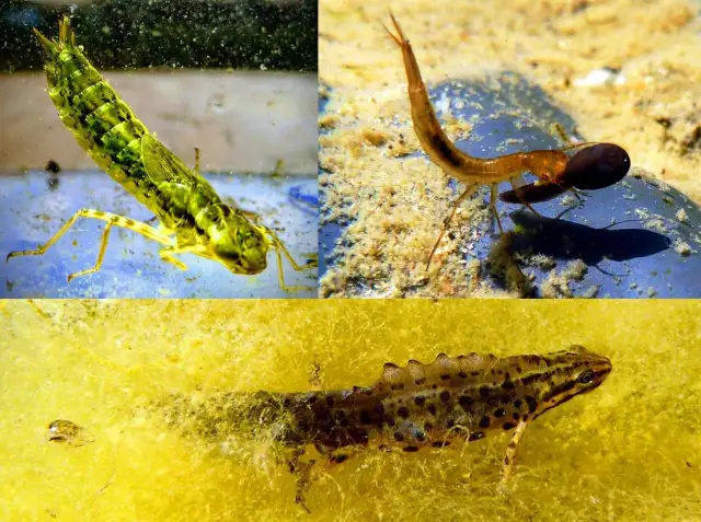 Wer frisst Kaulquappen im Teich? Gefährliche Fressfeinde enthüllt