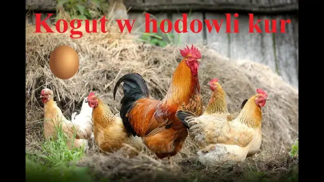 Jak rozmnażają się kury? Czy kogut jest zawsze potrzebny?