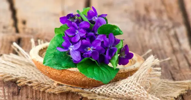 Fiołki kiedy kwitną - poznaj tajemnice ich sezonowego kwitnienia