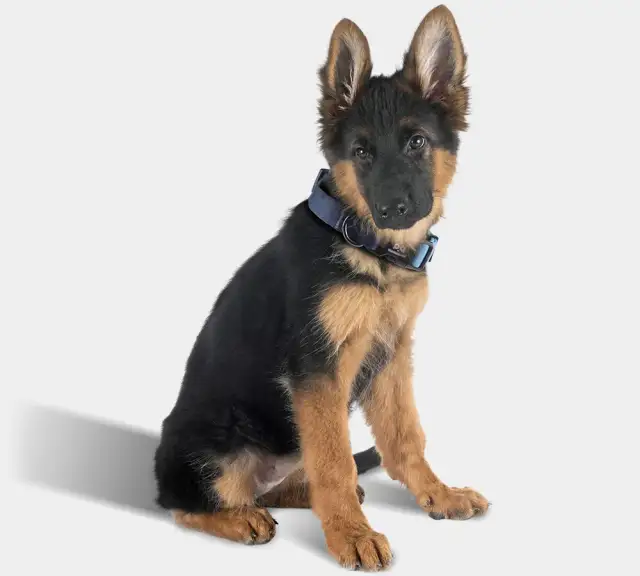 Jaki rozmiar obroży dla owczarka niemieckiego, aby uniknąć problemów?