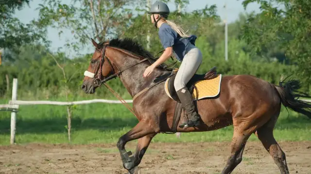 Dziemiany: Mroczne tajemnice stadniny. Co ujawnił Superwizjer?