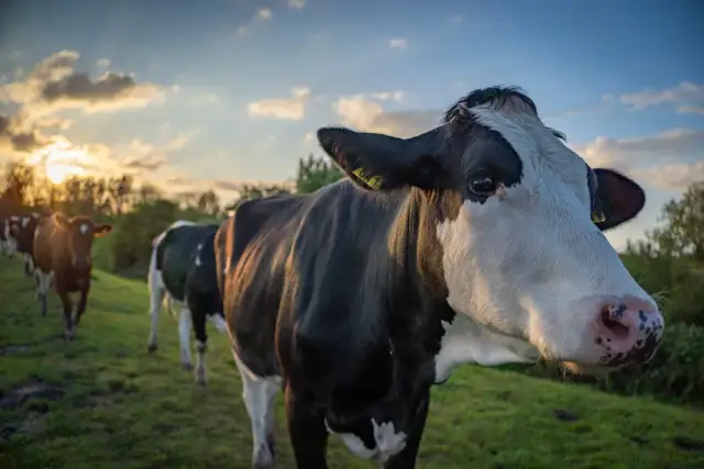 Najbardziej opłacalna hodowla: co wybrać, aby nie stracić?