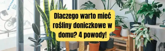 Dlaczego uprawiamy rośliny doniczkowe? Odkryj ich niesamowite korzyści