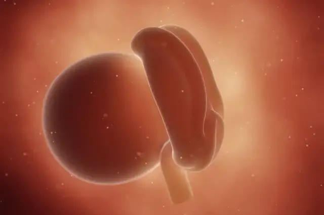 Objawy w 4 tygodniu ciąży – co może Cię zaskoczyć?