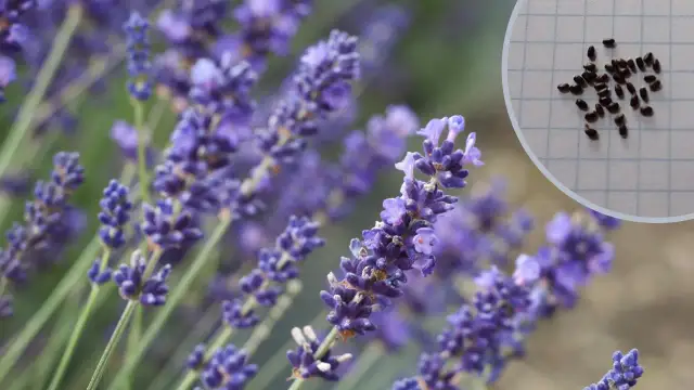 Kiedy sadzić lawendę? Uniknij błędów! Wiosna czy jesień?