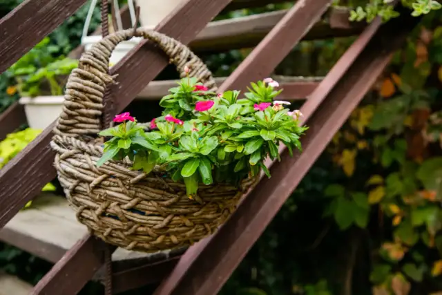 Jak posadzić kwiaty w koszu wiklinowym, aby uniknąć błędów