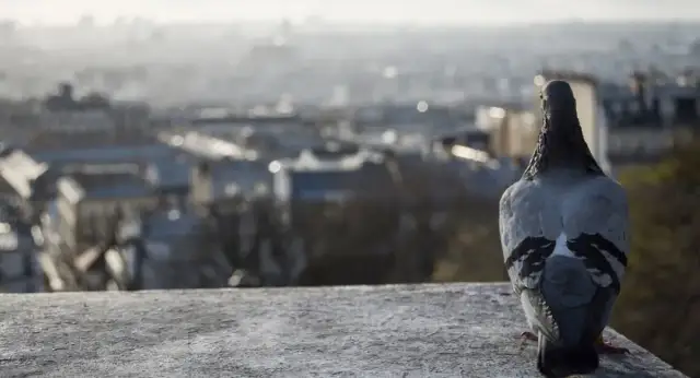 Czy gołębie są pod ochroną? Zrozum prawo i uniknij kar!