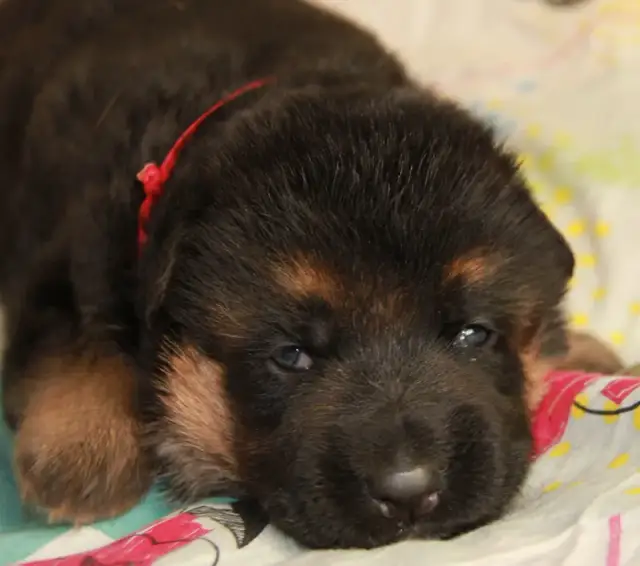 Kiedy szczeniak owczarka niemieckiego zmienia sierść i jak to przetrwać