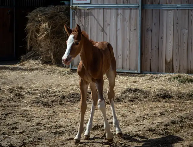 Brązowy źrebak z białą gwiazdką na czole stoi na wybiegu. Ciekawi Cię, ile trwa ciąża u konia?