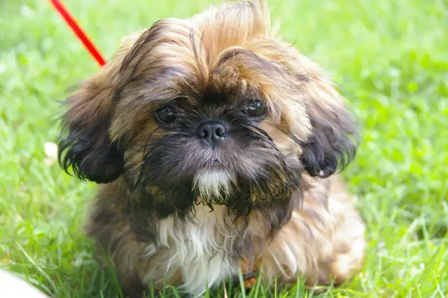 Kiedy kąpać szczeniaka shih tzu? Bezpieczny przewodnik krok po kroku