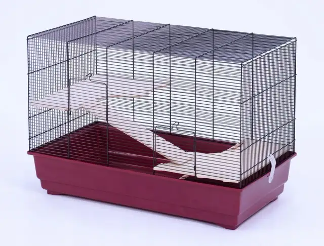 Ile kosztuje klatka dla szczura? Ceny, które zaskoczą każdego właściciela