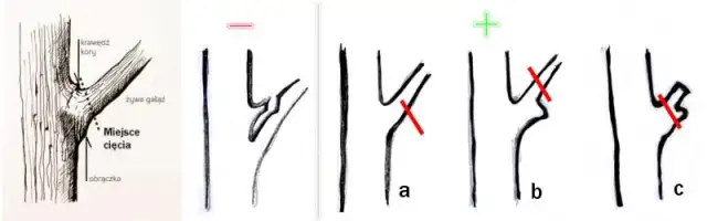 Przycinanie drzew owocowych: Krok po kroku do zdrowych plonów