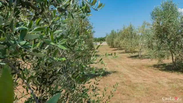 Chorwacka oliwa: Ile kosztuje i jak wybrać najlepszą?