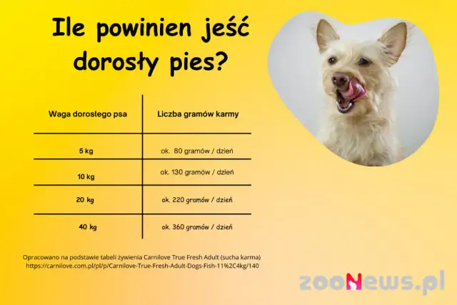 Dawkowanie karmy dla szczeniaka: Ile, jak często i dlaczego to ważne?