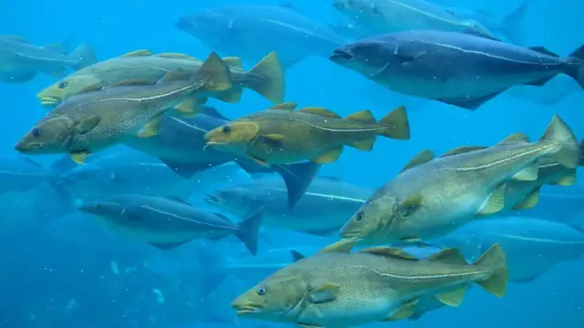 Co pływa w Bałtyku? Odkryj tajemnice ryb i morskich stworzeń