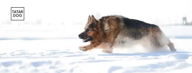 Owczarek niemiecki długowłosy: Jak karmić szczeniaka zdrowo?