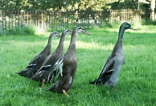 Czym się żywią dzikie kaczki? Odkryj ich zaskakującą dietę