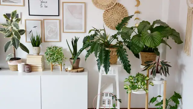 Idealne kwiaty do kwietnika: domowa dżungla i balkonowa oaza