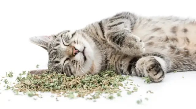 Czy koty mogą jeść kocimiętkę? Bezpieczne czy szkodliwe dla zdrowia?