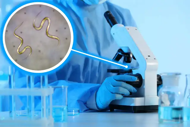 Ile daje się kału do badania? Kluczowe informacje o próbkach