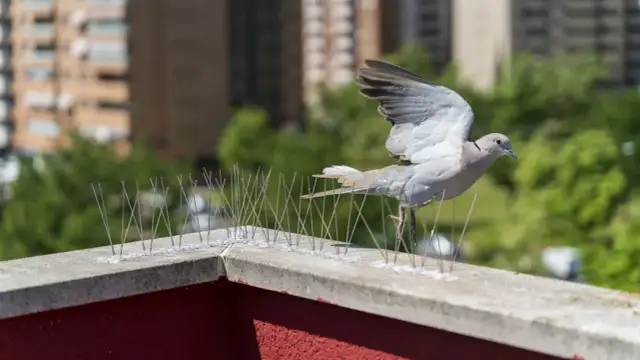 Jak odstraszyć ptaki z balkonu i ogrodu? Skuteczne metody DIY