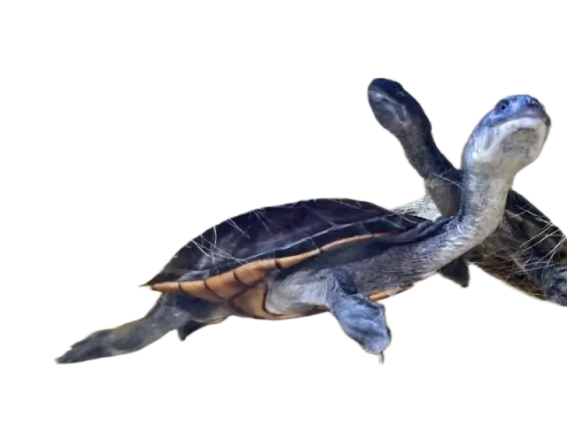 Jak legalnie kupić żółwia? CITES, koszty, adopcja pełny poradnik