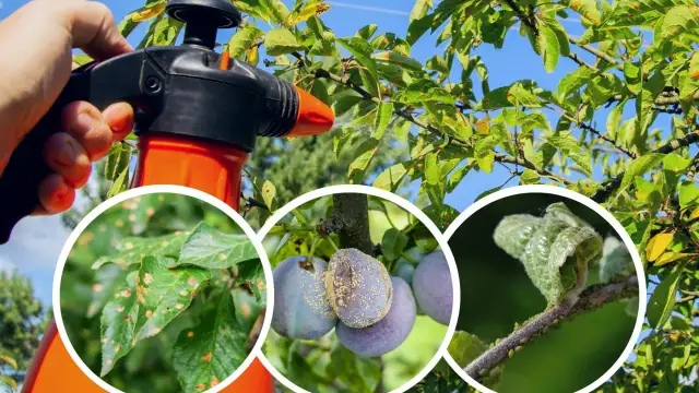 Kiedy opryskiwać drzewa owocowe, aby uniknąć chorób i szkodników?