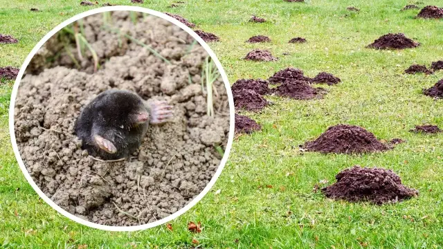 Jak pozbyć się kreta z działki i ochronić swój ogród przed szkodami