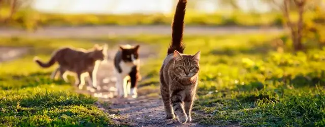 Ile trwa ruja u kotki? Zaskakujące fakty, które musisz znać
