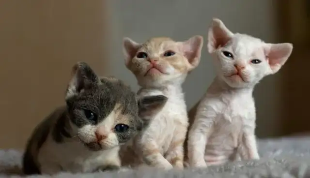 Umaszczenie Devon Rex: Kolory i wzory, które zachwycają miłośników