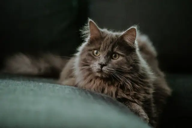 Szary, puszysty kot leży na kanapie, patrząc w obiektyw.