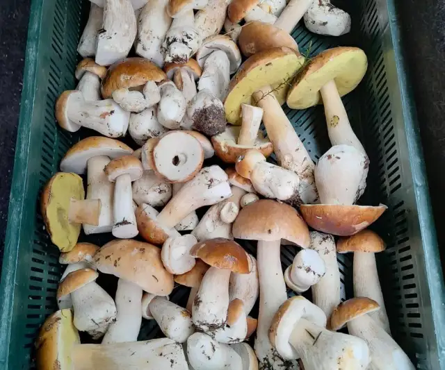 Po ile grzyby na skupie? Sprawdź aktualne ceny i zarobki